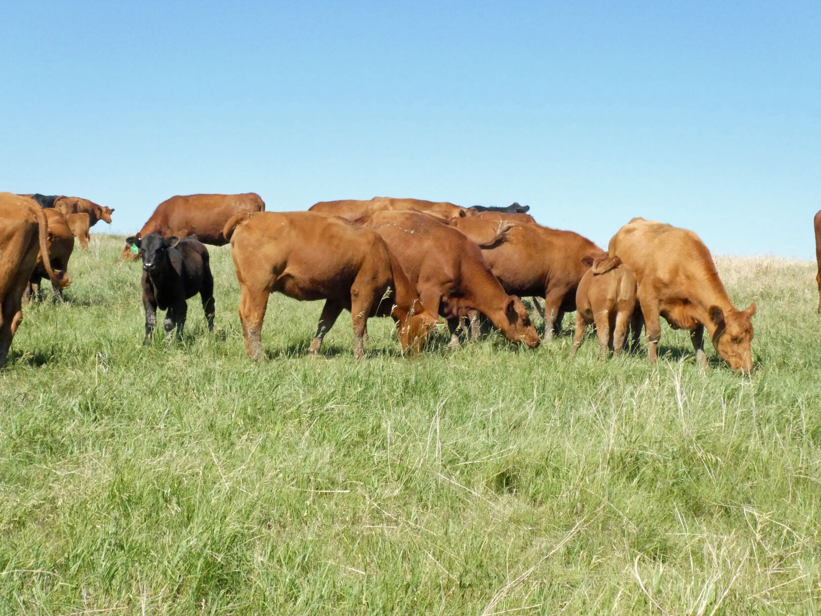 Red Angus cattle
